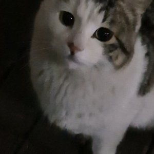 고양이 실종 코리아쇼트헤어 경기도 수원시 영통구