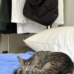 고양이 구조 코리아쇼트헤어 세종특별자치시 전체
