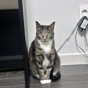 고양이 실종 코리아쇼트헤어 대전광역시 서구