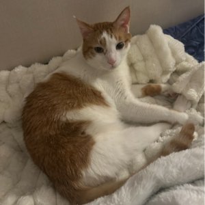 고양이를 찾습니다 고양이 전단지