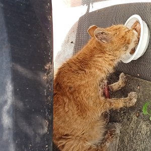 고양이 주인을 찾습니다 고양이 전단지