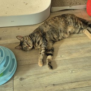 고양이를 찾습니다 고양이 전단지