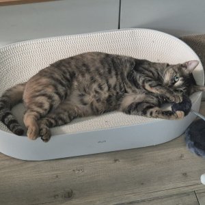 고양이 실종 코리아쇼트헤어 경기도 평택시