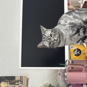 고양이 주인을 찾습니다 고양이 전단지