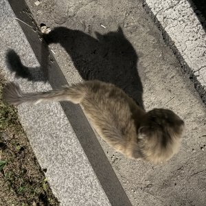 고양이 주인을 찾습니다 고양이 전단지