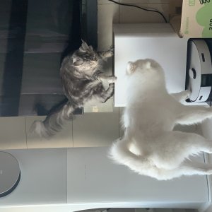고양이를 찾습니다 고양이 전단지