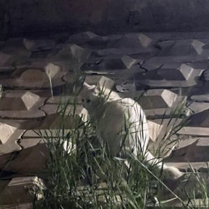 고양이 목격 페르시안 서울특별시 구로구