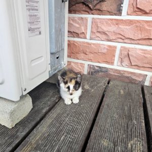 고양이 목격 기타묘종 충청남도 서산시
