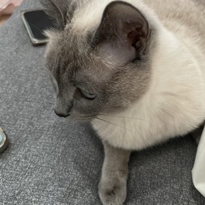 고양이를 찾습니다 고양이 전단지