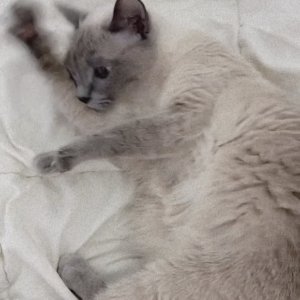 고양이 실종 샴 울산광역시 중구