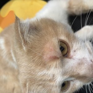 고양이를 찾습니다 고양이 전단지