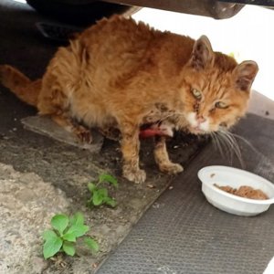 고양이 목격 코리아쇼트헤어 서울특별시 금천구