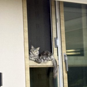 고양이 실종 메인쿤 충청남도 아산시