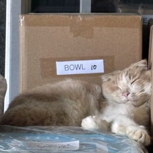 고양이 실종 스코티시폴드 강원도 횡성군