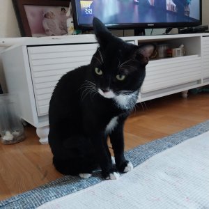 고양이를 찾습니다 고양이 전단지