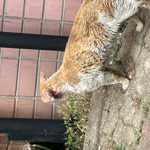 고양이 주인을 찾습니다 고양이 전단지