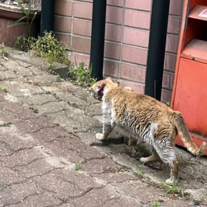 고양이 구조 코리아쇼트헤어 대전광역시 대덕구