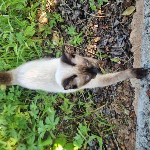 고양이 주인을 찾습니다 고양이 전단지