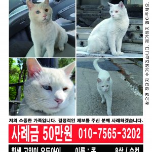 고양이 실종 터키시앙고라 대전광역시 서구