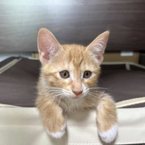 고양이를 찾습니다 고양이 전단지