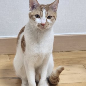 고양이를 찾습니다 고양이 전단지