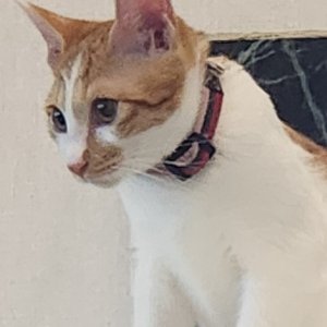 고양이 실종 코리아쇼트헤어 경기도 구리시