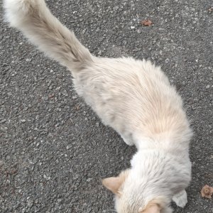 고양이 주인을 찾습니다 고양이 전단지