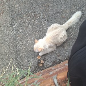 고양이 목격 기타묘종 전라북도 전주시 덕진구