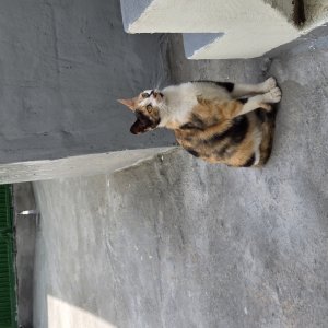 고양이 주인을 찾습니다 고양이 전단지