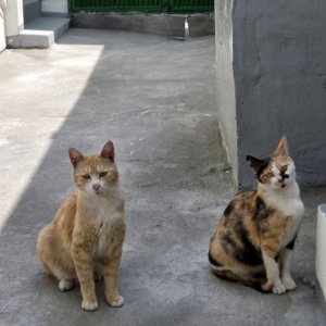 고양이 주인을 찾습니다 고양이 전단지