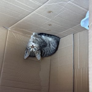 고양이 주인을 찾습니다 고양이 전단지