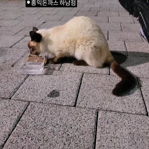 고양이 주인을 찾습니다 고양이 전단지