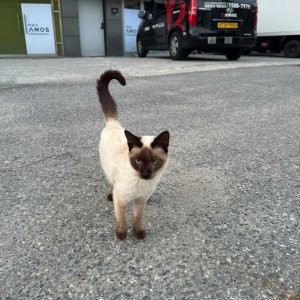 고양이 구조 샴 경기도 하남시