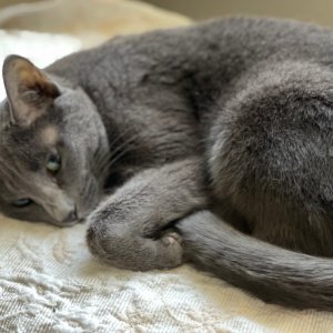 고양이 실종 러시안블루 인천광역시 서구