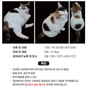 고양이 실종 기타묘종 경기도 부천시 원미구