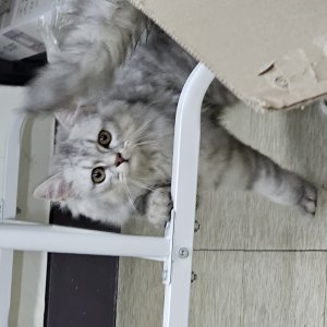 고양이 주인을 찾습니다 고양이 전단지