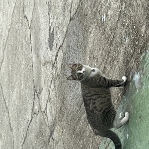 고양이 주인을 찾습니다 고양이 전단지
