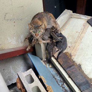 고양이 주인을 찾습니다 고양이 전단지