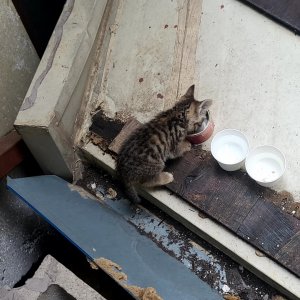 고양이 구조 기타묘종 서울특별시 성동구