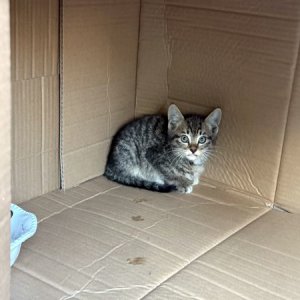고양이 구조 아메리칸쇼트헤어 대구광역시 달서구