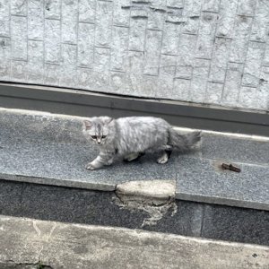 고양이 구조 페르시안 경기도 안성시