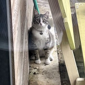 고양이 목격 기타묘종 경기도 고양시 일산동구