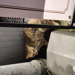고양이 주인을 찾습니다 고양이 전단지