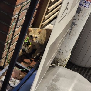 고양이 목격 기타묘종 서울특별시 마포구