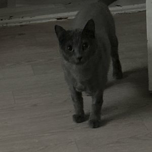 고양이를 찾습니다 고양이 전단지