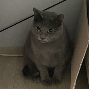 고양이 실종 러시안블루 충청북도 청주시 흥덕구
