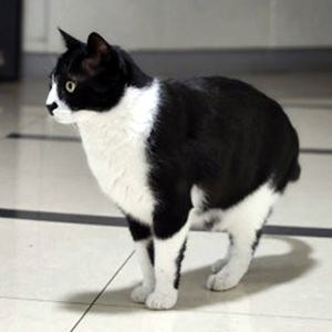 고양이 실종 코리아쇼트헤어 전라북도 전주시 덕진구