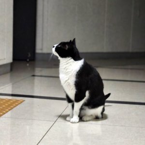 고양이를 찾습니다 고양이 전단지