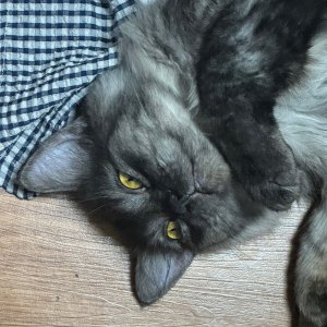 고양이 실종 브리티시롱헤어 경기도 포천시