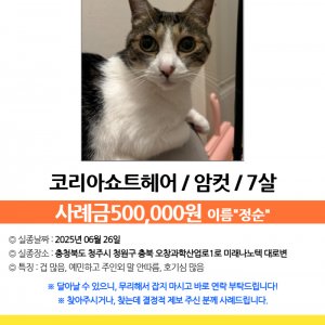 고양이를 찾습니다 고양이 전단지